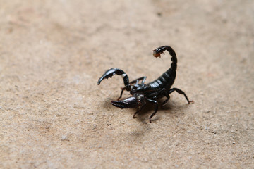 Black Scorpion