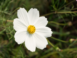 Fototapeta premium common cosmos 
