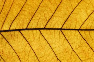 close up on autumn yellow leaf texture