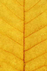 close up on autumn yellow leaf texture