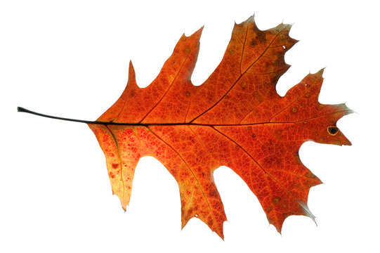 Red Oak Leaf Isolated On White Background