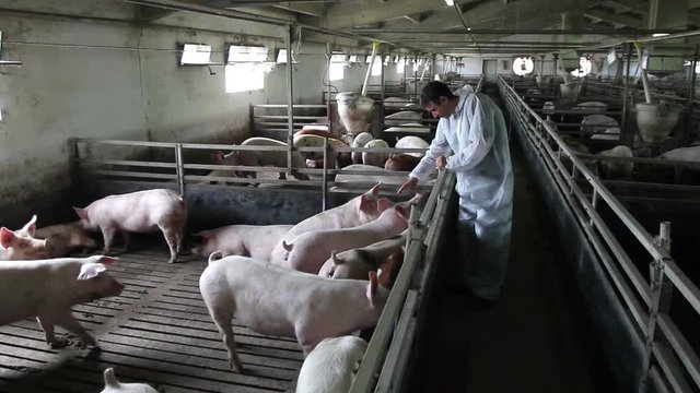 Intensively farmed pigs in batch pens.