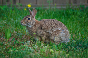 Bunny in the Backyard