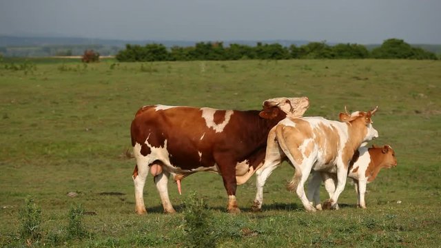 Shot of cattle grazing and mating on the pasture