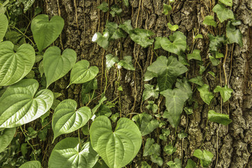 Close up of green ivy growing on the bark of a tree.