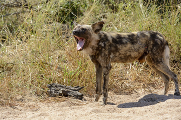 African wild dog, African hunting dog, or African painted dog (Lycaon pictus) yawning. Kruger National Park. Mpumalanga. South Africa.