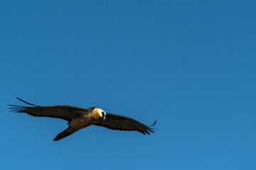 Bearded vulture also known as the lammergeier or ossifrage (Gypaetus barbatus) in flight. Ukhahlamba Drakensberg Park. KwaZulu Natal. South Africa.