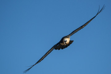 Bearded vulture also known as the lammergeier or ossifrage (Gypaetus barbatus) in flight. Ukhahlamba Drakensberg Park. KwaZulu Natal. South Africa.