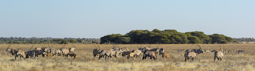 Naklejka na ściany i meble Gemsbok or gemsbuck (Oryx gazella) and Springbok (Antidorcas marsupialis) herds grazing. Kalahari. Botswana