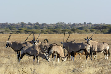 Naklejka na ściany i meble Gemsbok or gemsbuck (Oryx gazella) herd. Kalahari. Botswana