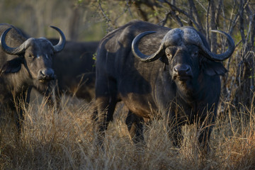 Fototapeta premium African buffalo or Cape buffalo (Syncerus caffer). Kruger National Park. Mpumalanga. South Africa.