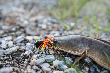 Snakehead fish caught on frog lure