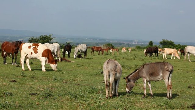 Farm in the countryside, a large number of animals in nature. 