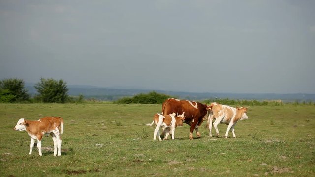 Farm in the countryside, a large number of animals in the forefront of the cattle.