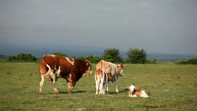 Farm in the countryside, a large number of animals in nature.