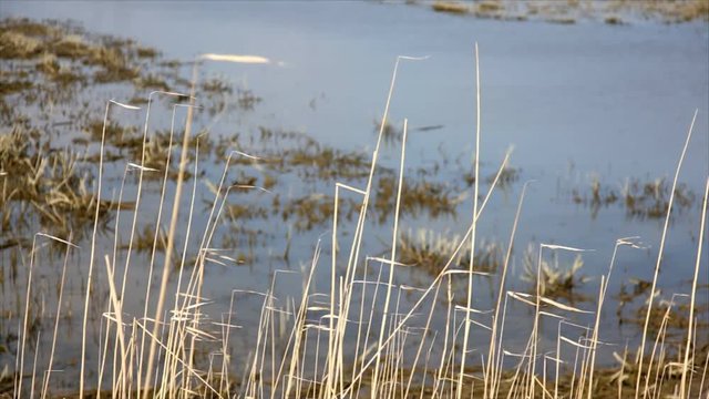 This image was supposed to show "King Pond", a huge marsh pool on Ecka, Zrenjanin, Serbia. It used to be full of fish, geese, herons and all kind of water bound birds.