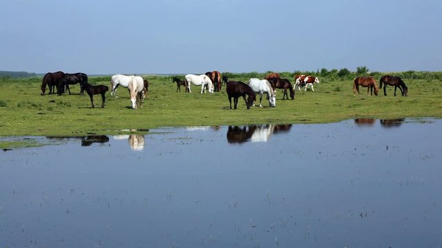 Farm in the countryside, a large number of animals in the forefront of the horses. Morning light and beautiful reflections in the water.