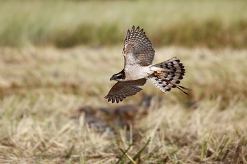Falcon