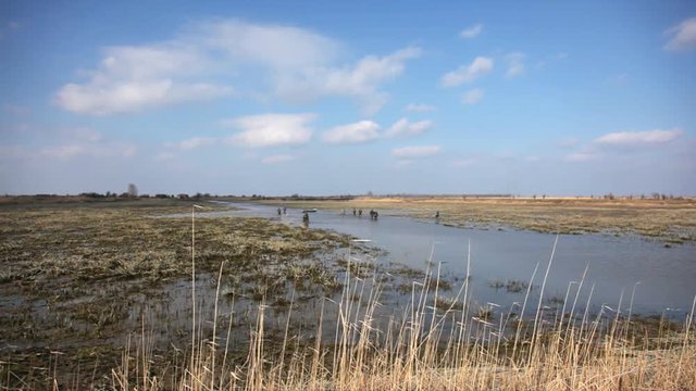 This image was supposed to show "King Pond", a huge marsh pool on Ecka, Zrenjanin, Serbia. It used to be full of fish, geese, herons and all kind of water bound birds.