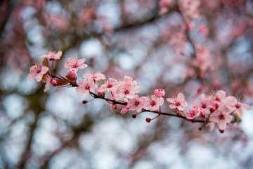 Cherry Blossom