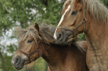 Obraz premium Workhorse. Grazing in the pasture. Meadow in the valley of the Bug.