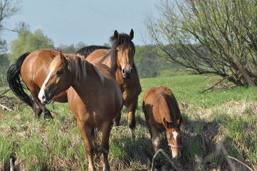 Fototapeta premium Workhorse. Grazing in the pasture. Meadow in the valley of the Bug.