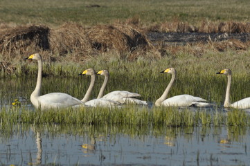 Whooper Swan. Large white water bird. Floating on the lake