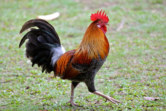 Red junglefawl, male, chicken, Polynesia