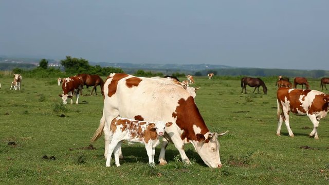 Farm in the countryside, a large number of animals in nature.