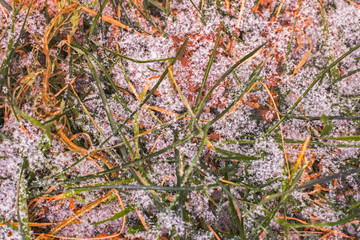 Fist snow in garden