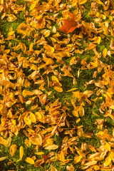 yellow leaves on the grass