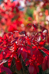  Red foliage in Autumn