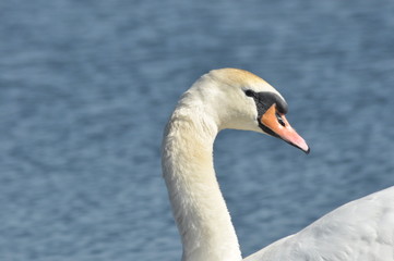 Mute Swan. Large white water bird. Floating on the lake