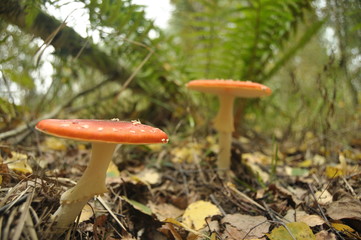 red toadstool mushroom in the forest while, inedible, poisonous