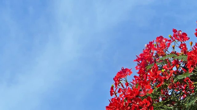 Flamboyant tree, flame tree, Delonix regia