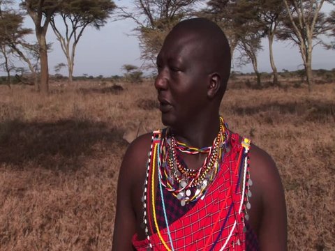 This is a narrative of an African Masai Warrior,about dead cow,victim of a big lion.