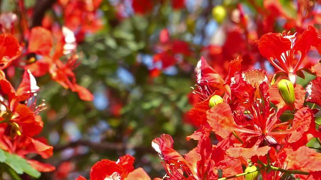 Flamboyant tree, flame tree, Delonix regia