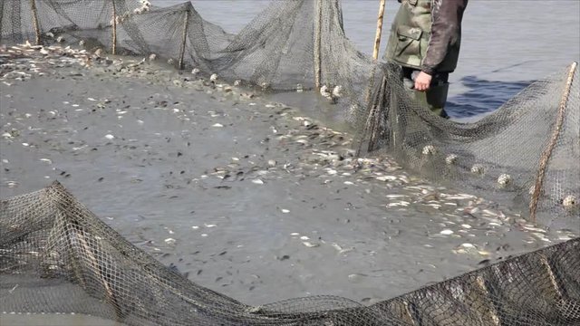 Lot of freshwater fish in the mesh