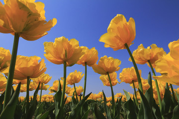 黄色いチューリップ