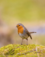 Robin. erithacus rubella.