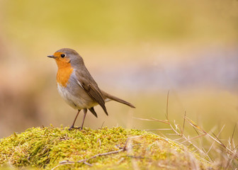 Robin. erithacus rubecula