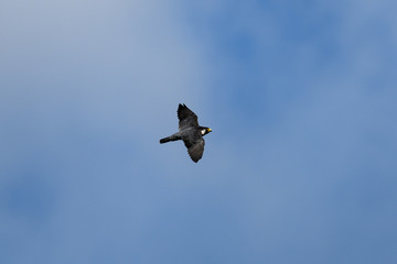 ハヤブサ　飛翔