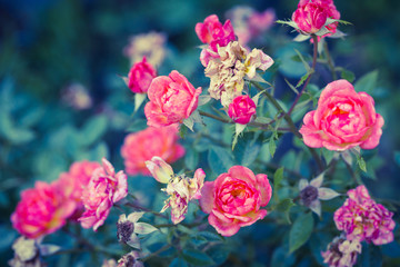 Romance rose in garden