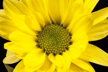 Fototapeta premium Flower of yellow marguerite on black background, close up