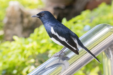 Image of a magpie perched on nature background.