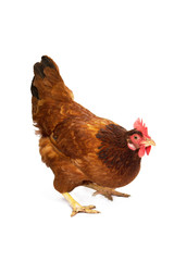 Breed chicken egg white background are standing.
