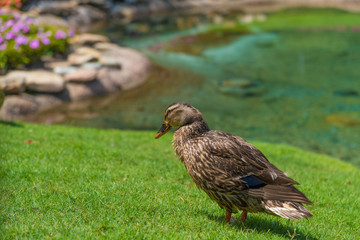 Female Mallard Duck