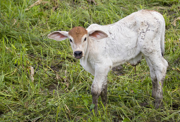 Young cattle standing staring on nature background.