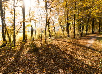 Spazierweg, Bäume und Laub im Herbst