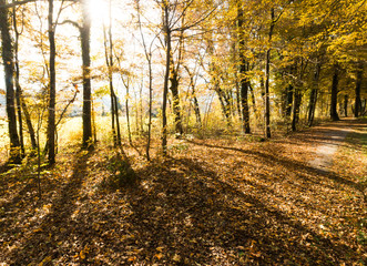 Obraz premium Spazierweg, Bäume und Laub im Herbst